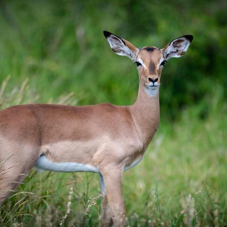 Bosveld Villa Marloth Park Buitenkant foto