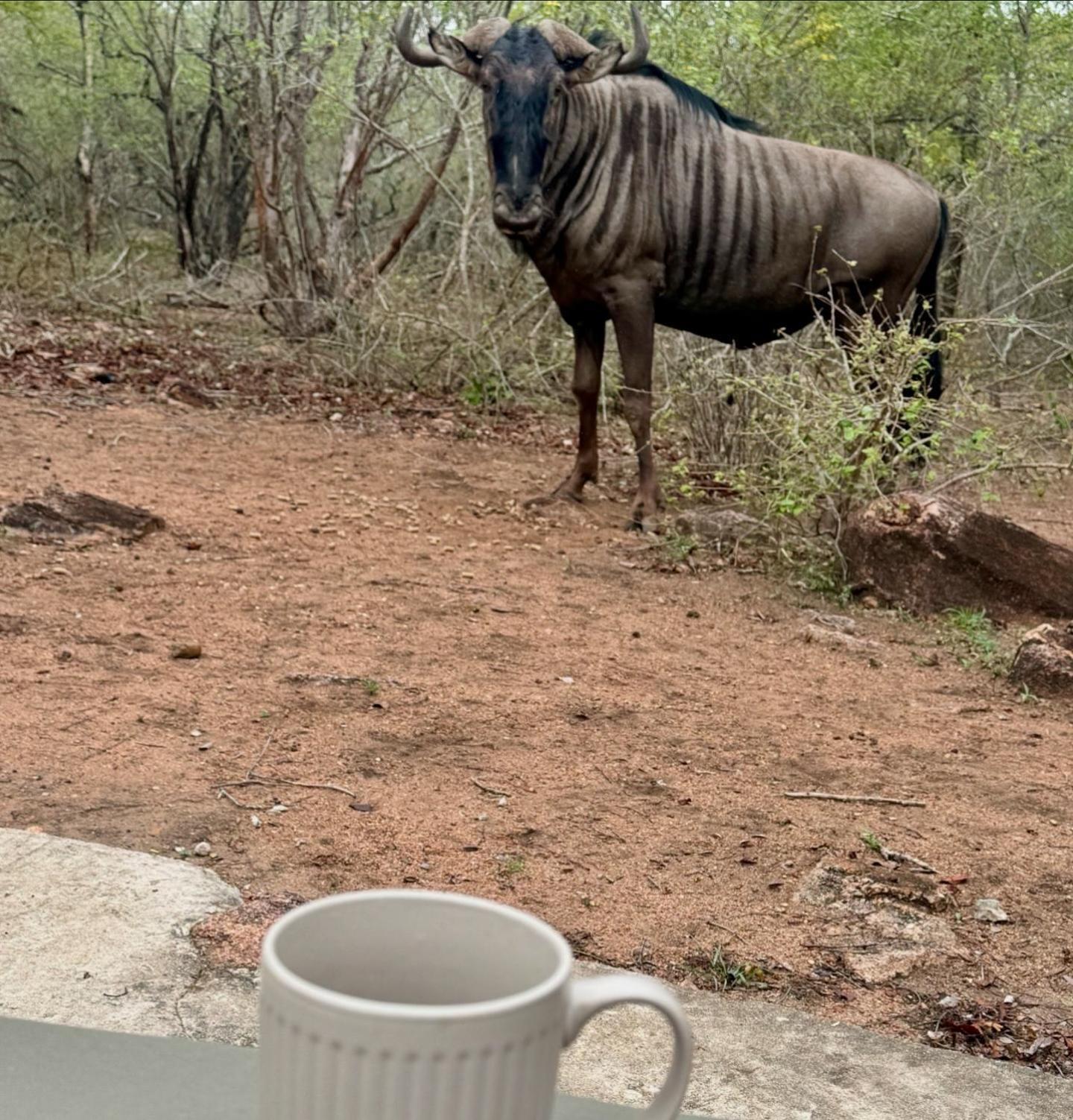 Bosveld Villa Marloth Park Buitenkant foto