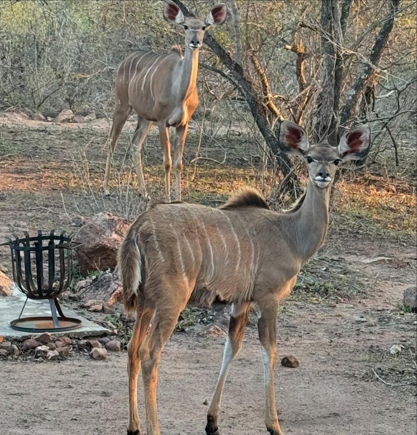 Bosveld Villa Marloth Park Buitenkant foto