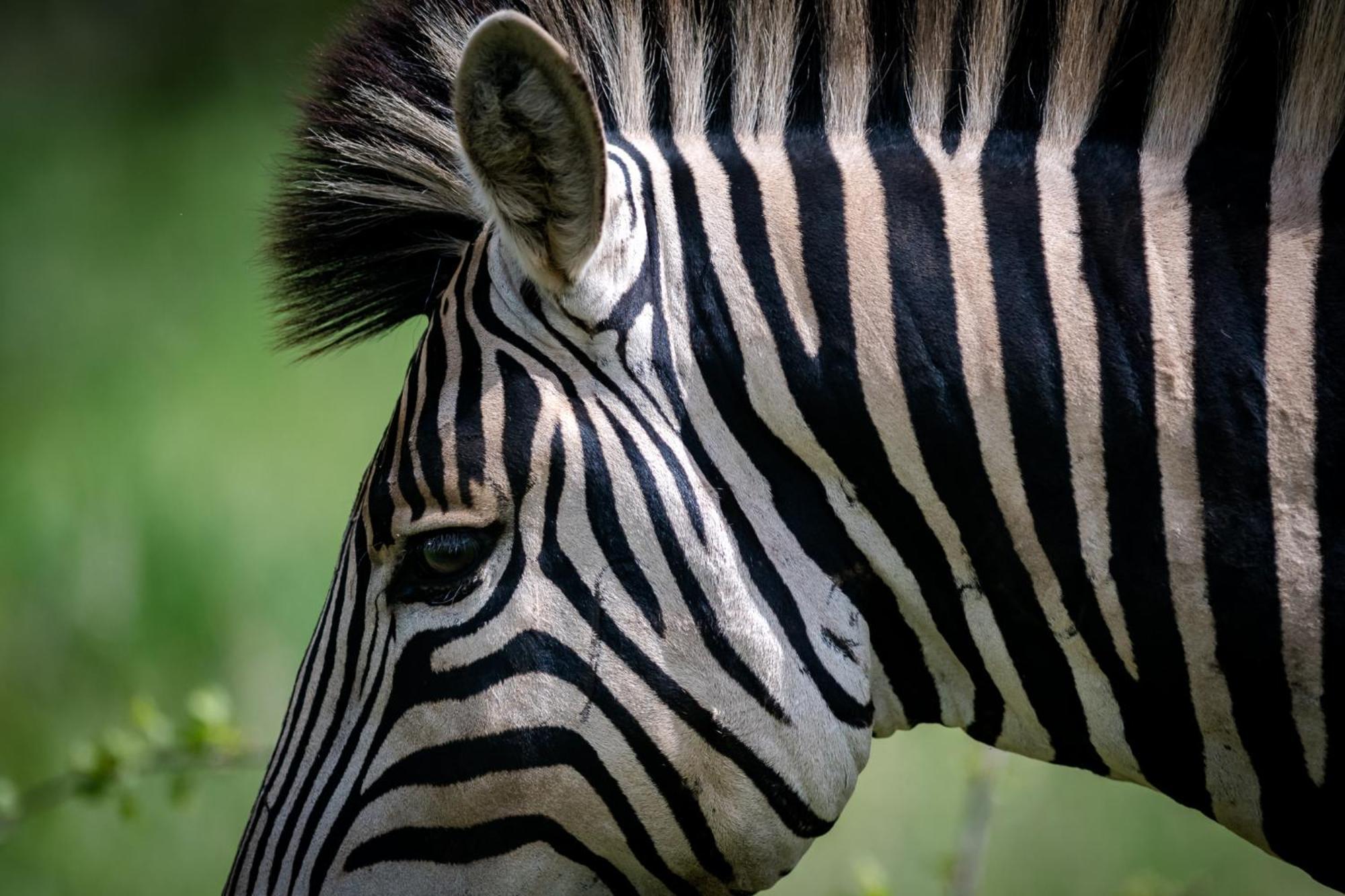 Bosveld Villa Marloth Park Buitenkant foto