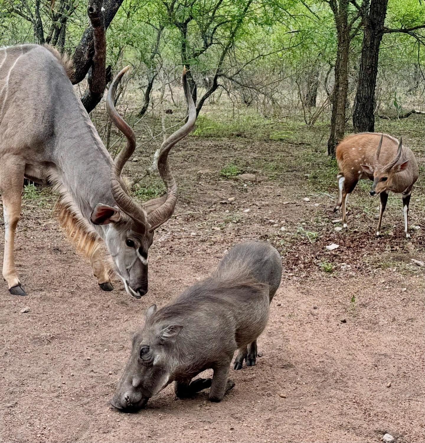 Bosveld Villa Marloth Park Buitenkant foto