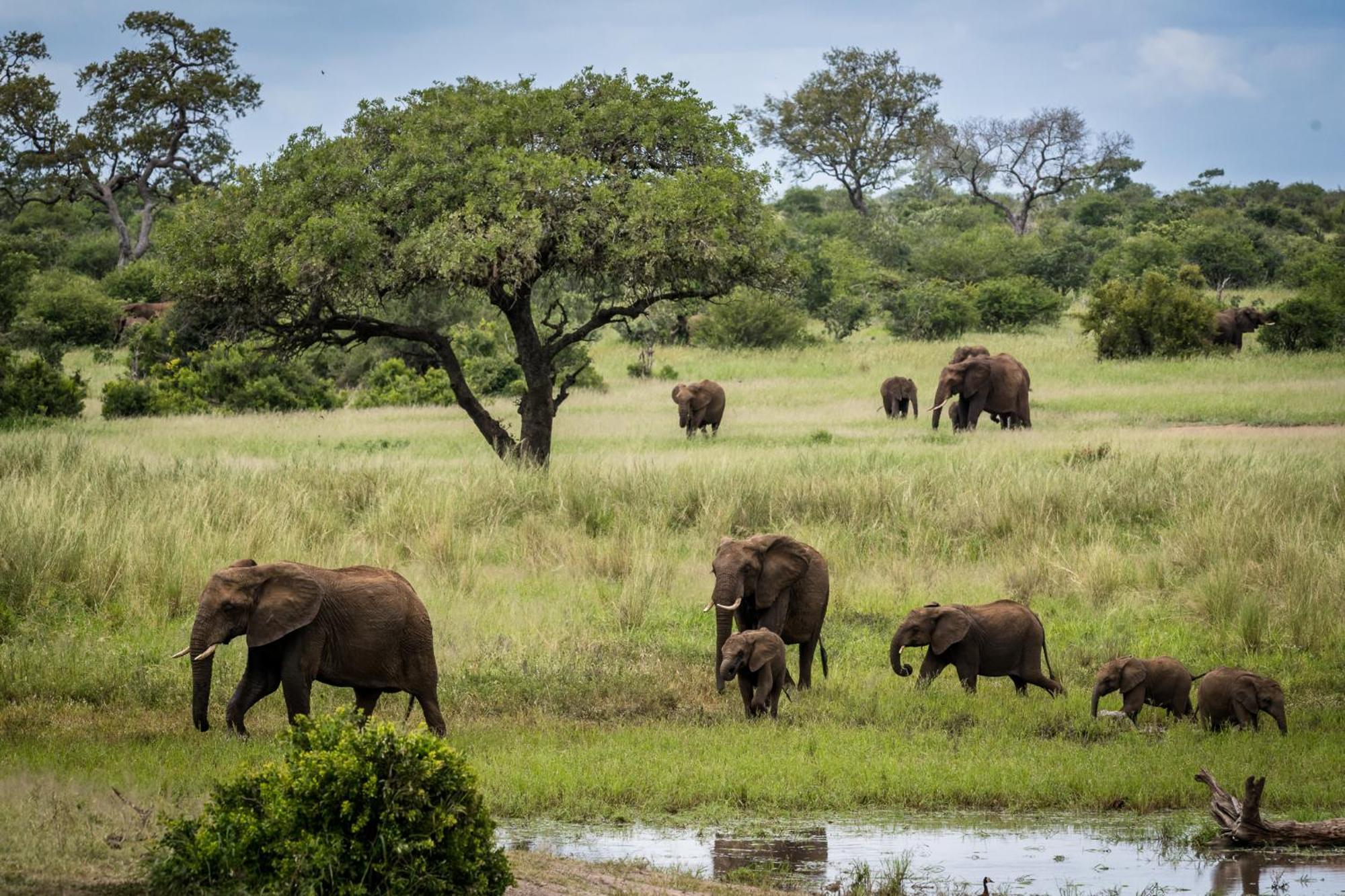 Bosveld Villa Marloth Park Buitenkant foto