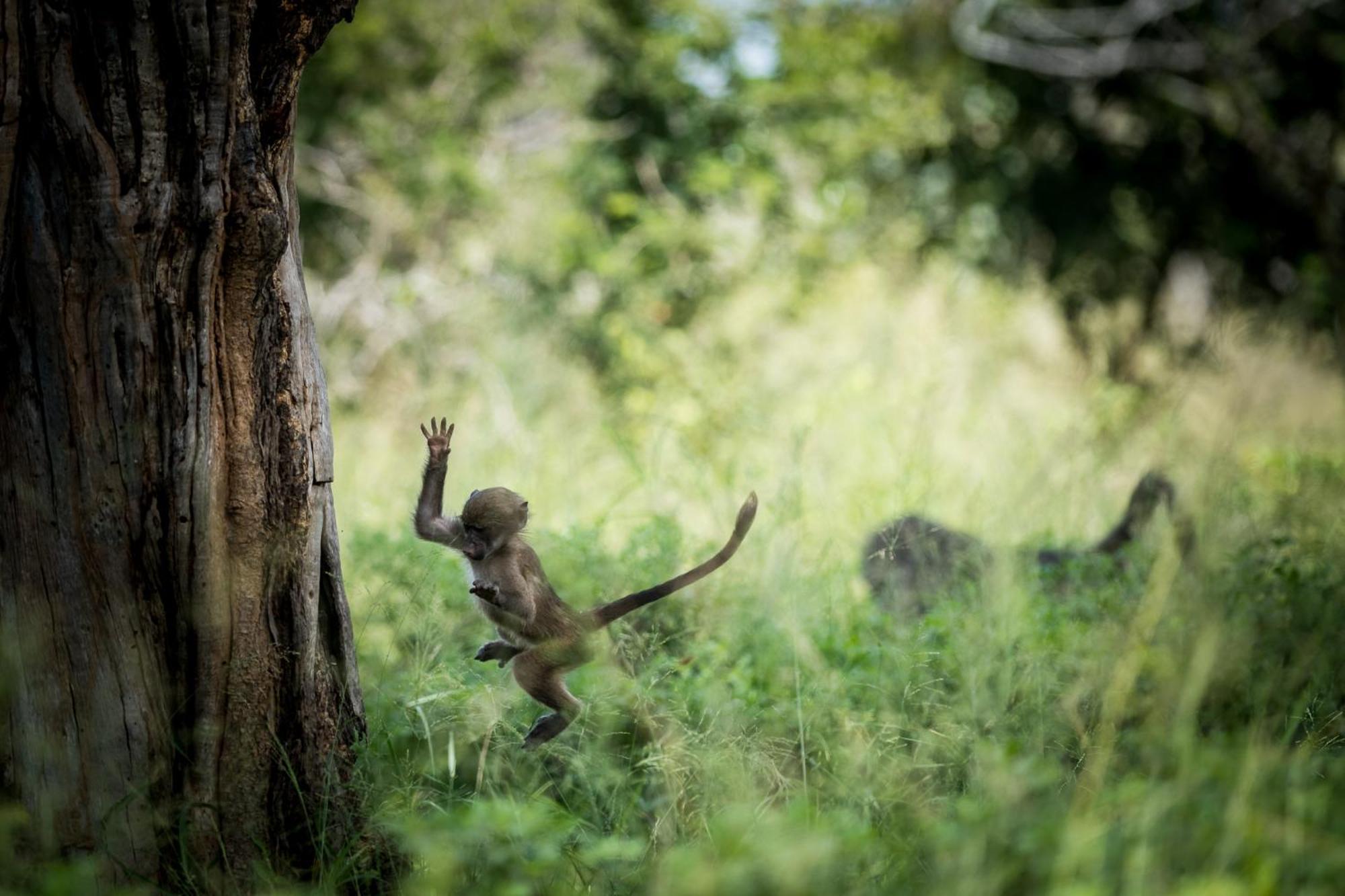 Bosveld Villa Marloth Park Buitenkant foto
