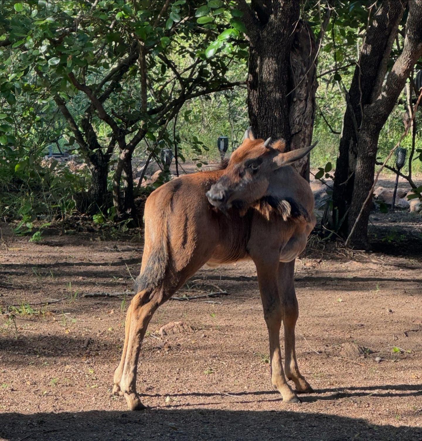 Bosveld Villa Marloth Park Buitenkant foto